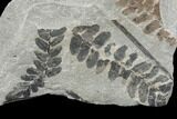 Pennsylvanian Fossil Fern (Neuropteris) Plate - Kentucky #176760-2